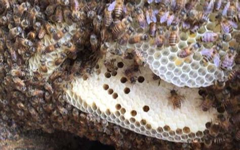 魚缸水位高度 蜜蜂築巢條件